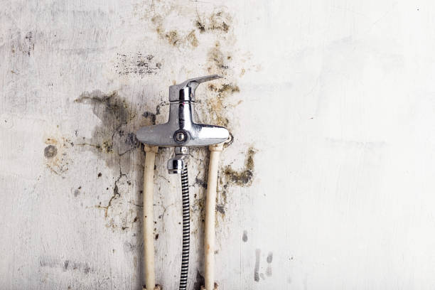 Best Mold Cleaning Services  in Sto Brook, NY