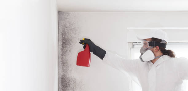 Best Toxic Mold Removal  in Sto Brook, NY