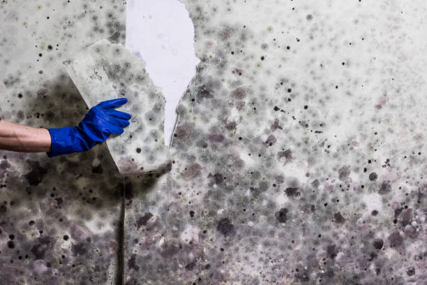 Mold Removal Process in Stony Brook, NY