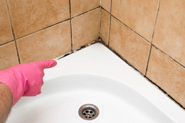 Best Mold Removal Process  in Sto Brook, NY