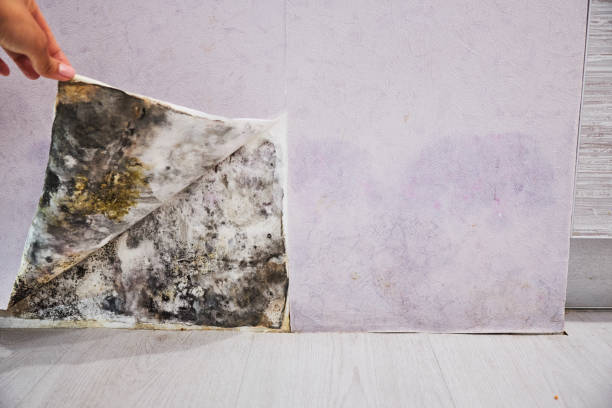 Mold Testing and Removal in Stony Brook, NY